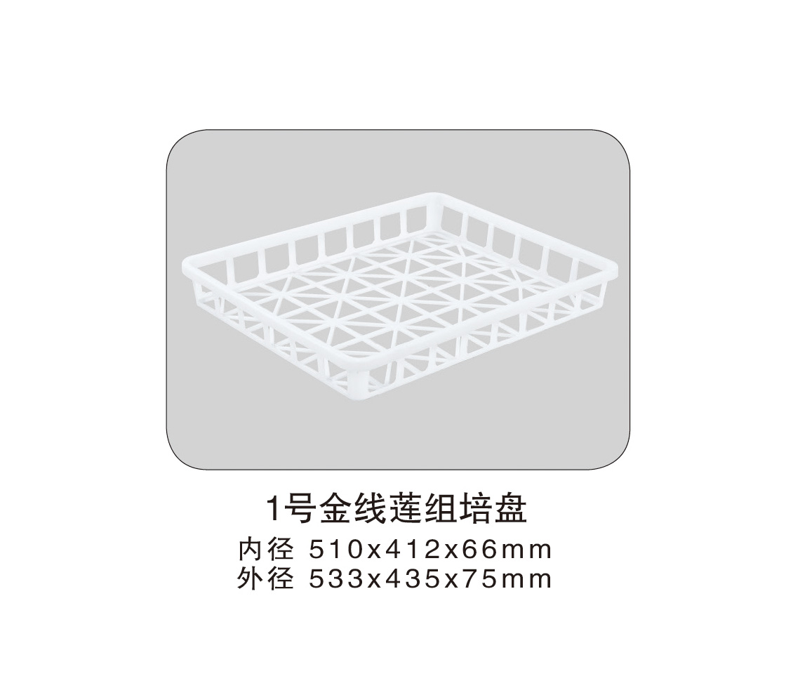 251 1號金線(xiàn)蓮組培盤(pán).jpg